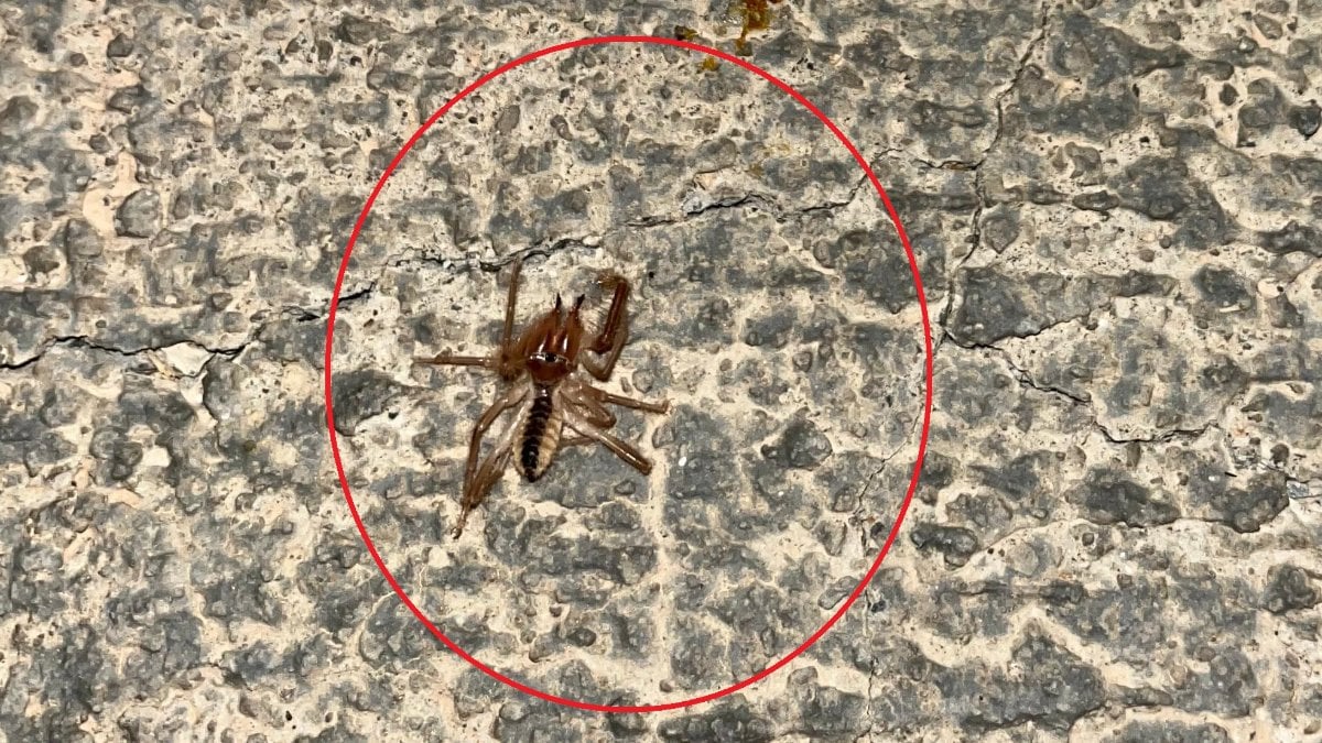 Kayseri’de sıcakların getirdiği yeni tehlike: Sarıkız örümceği