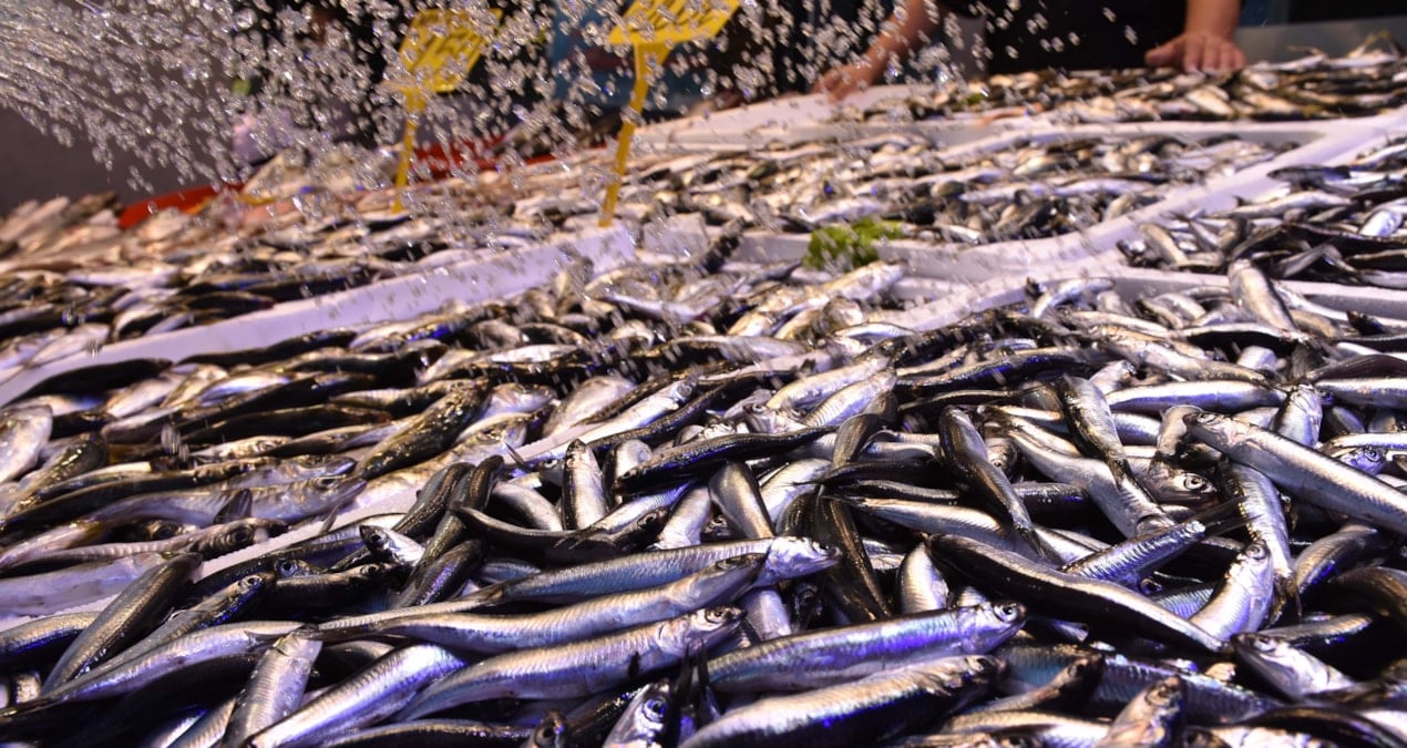 en cok ragbet o baliklara var kilosu 100 tlden kapis kapis satiliyor JSuFlIBx