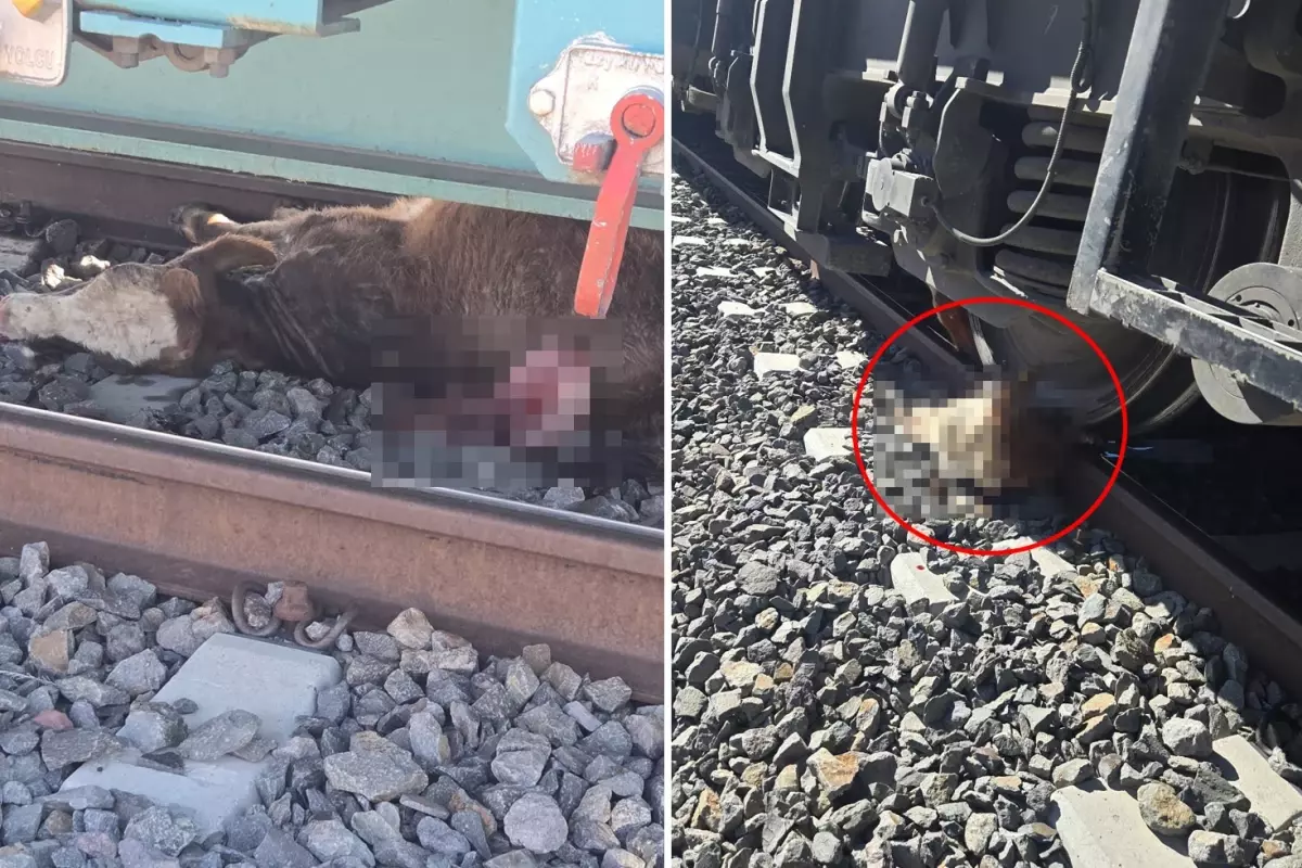 sahtekar dedikleri muteahhit koyluleri perisan etti tarim ve hayvancilik yapamaz hale geldik Q42VE7tg