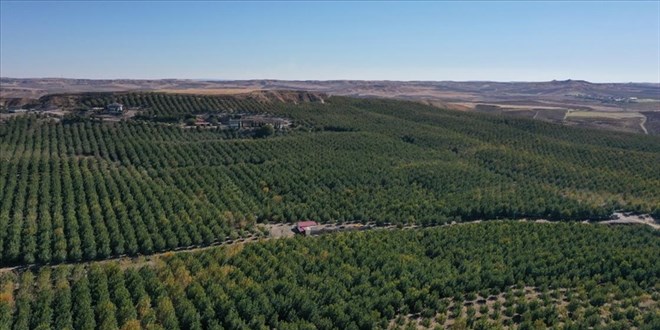 tarimin cetin cevizleri catladi bahceler satiliyor xUSFlCJm.jpg