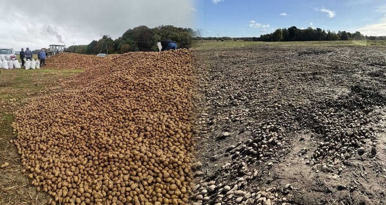 tarladan 150 ton patates caldilar uZ8FDOga.jpg