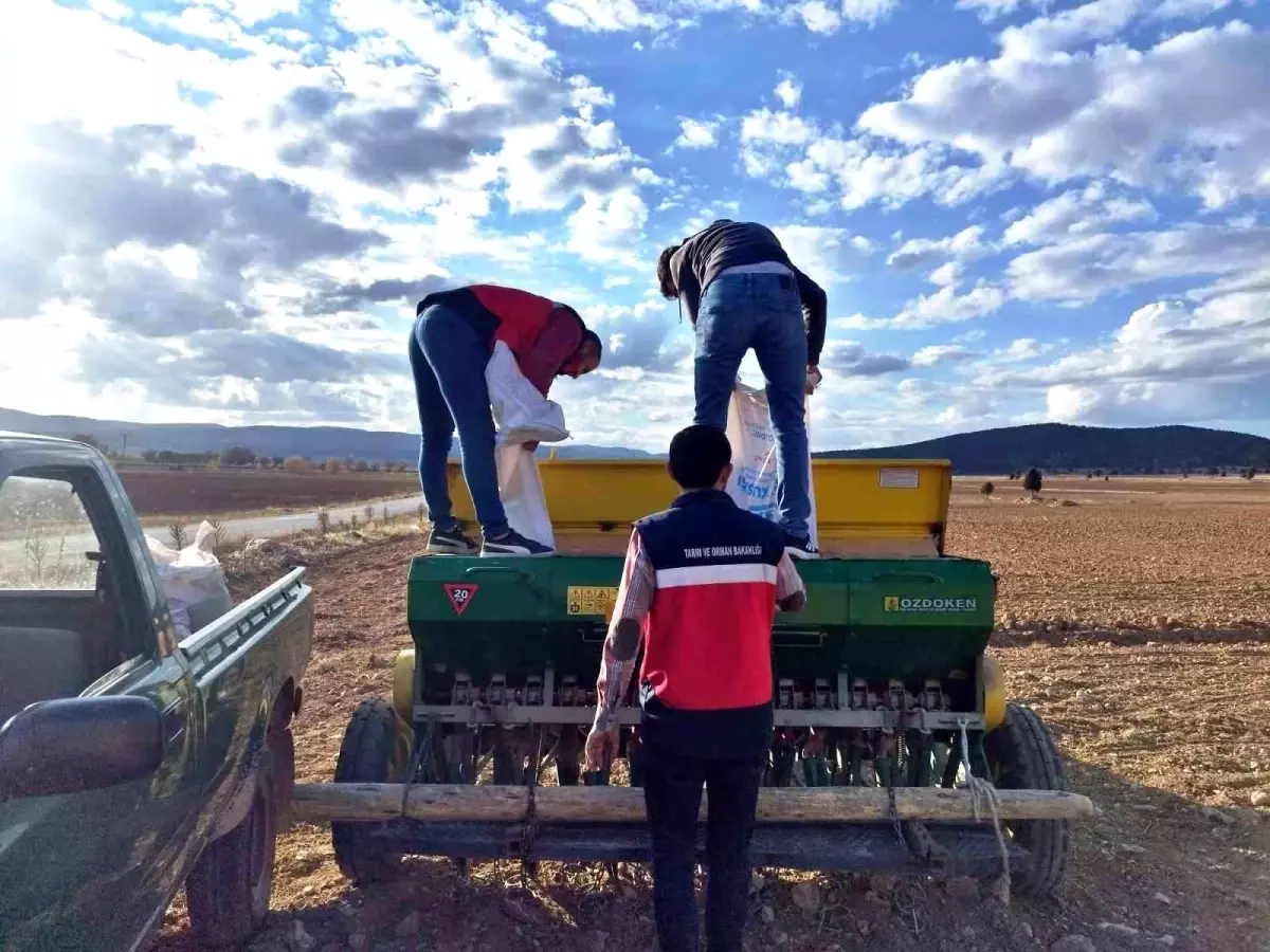 cavdarhisarda tohum dagitimi ve ekim calismalari basladi jFSYNQZP.jpg