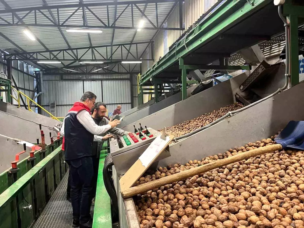 ceviz uretimi destekleniyor g6yfcVuZ.jpg