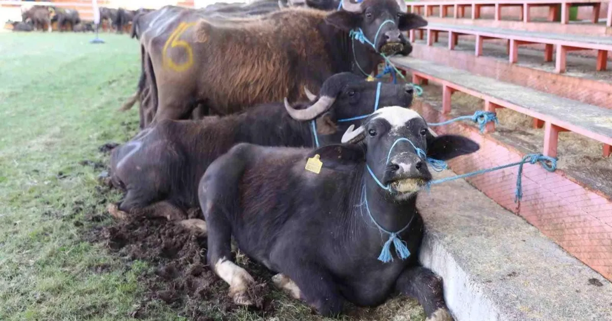 yok oluyordu simdi hayat buluyor vmaWd4UX.webp